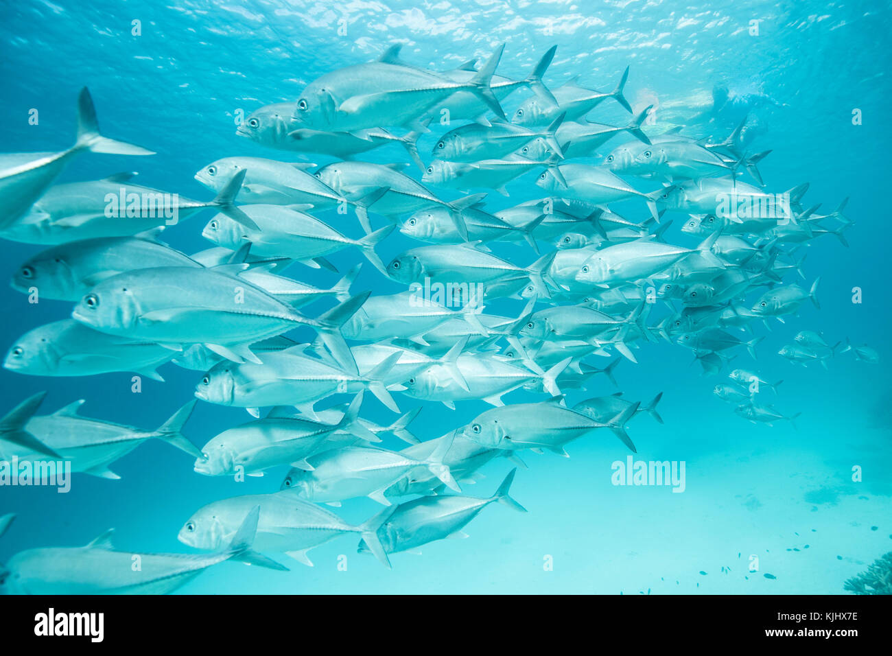 Scuola di pesce nuotare sott'acqua, Lady Elliot Island, Queensland, Australia Foto Stock