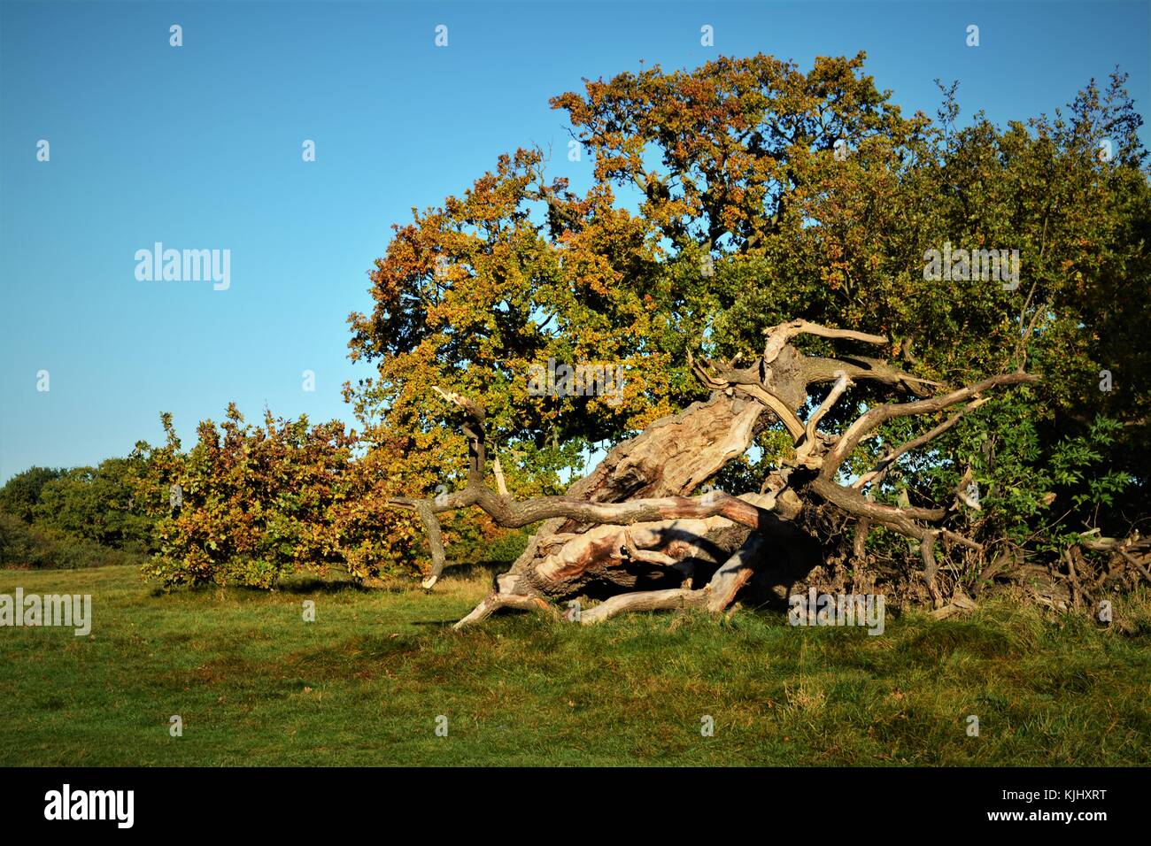 Morto caduto albero di quercia nella riserva naturale suffolk, Regno Unito come autunno inizia Foto Stock