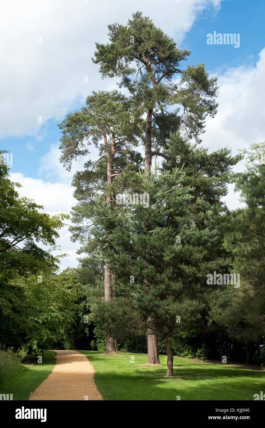 PETWORTH HOUSE (1688) PETWORTH WEST SUSSEX REGNO UNITO Foto Stock