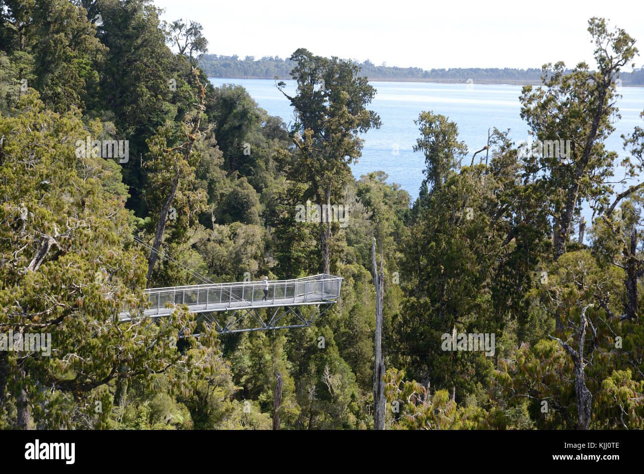 HOKITIKA, Nuova Zelanda, 10 marzo 2017: i visitatori godere la vista della foresta pluviale temperata e montagne dalla passerella a sbalzo sulle cime degli alberi Foto Stock