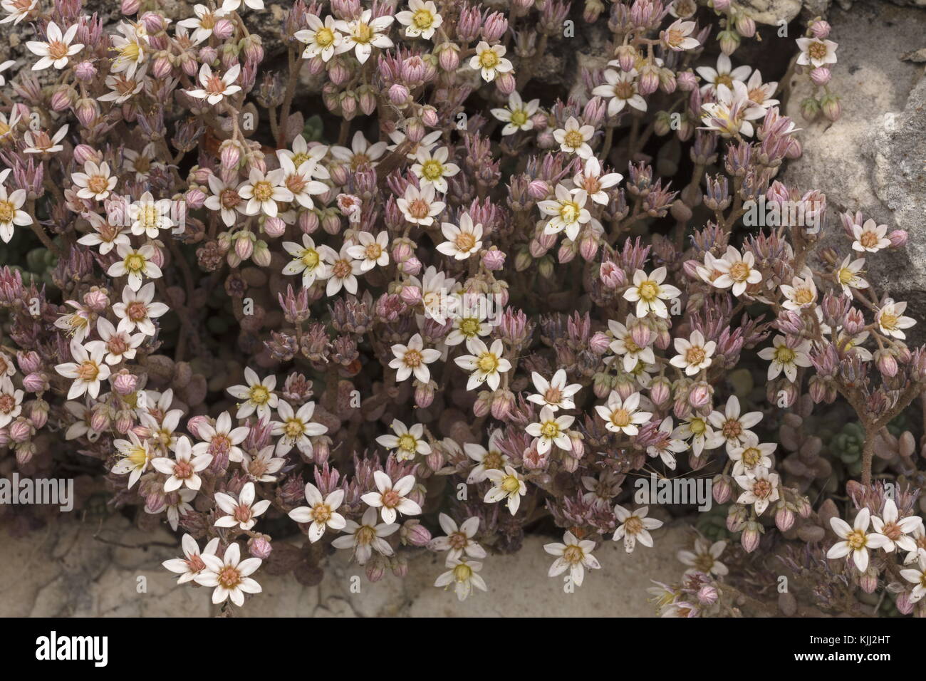 Thick-lasciava stonecrop, sedum dasyphyllum, in fiore sul vecchio muro, Provenza. Foto Stock