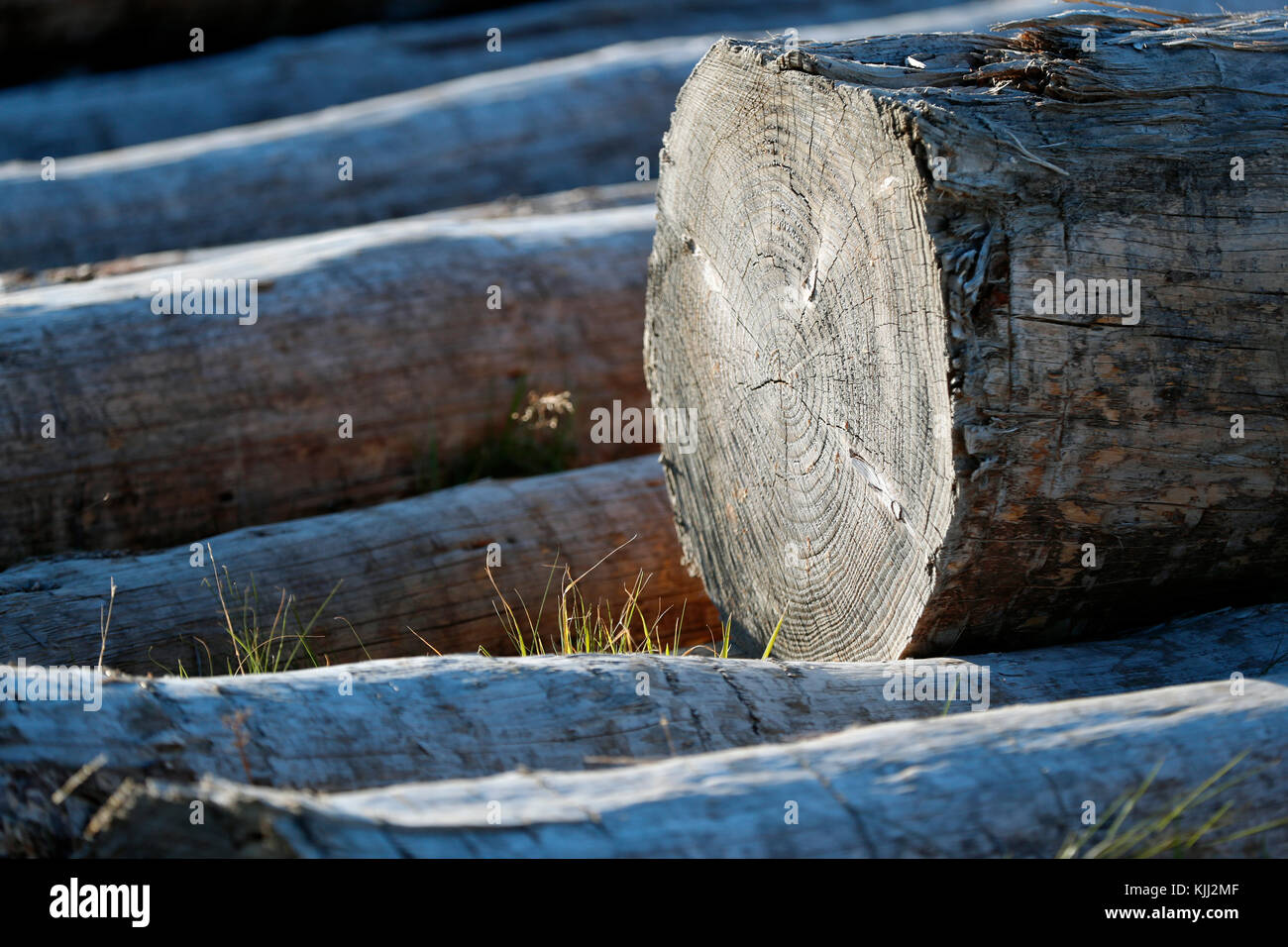 Sezione di tronco di albero. La Francia. Foto Stock