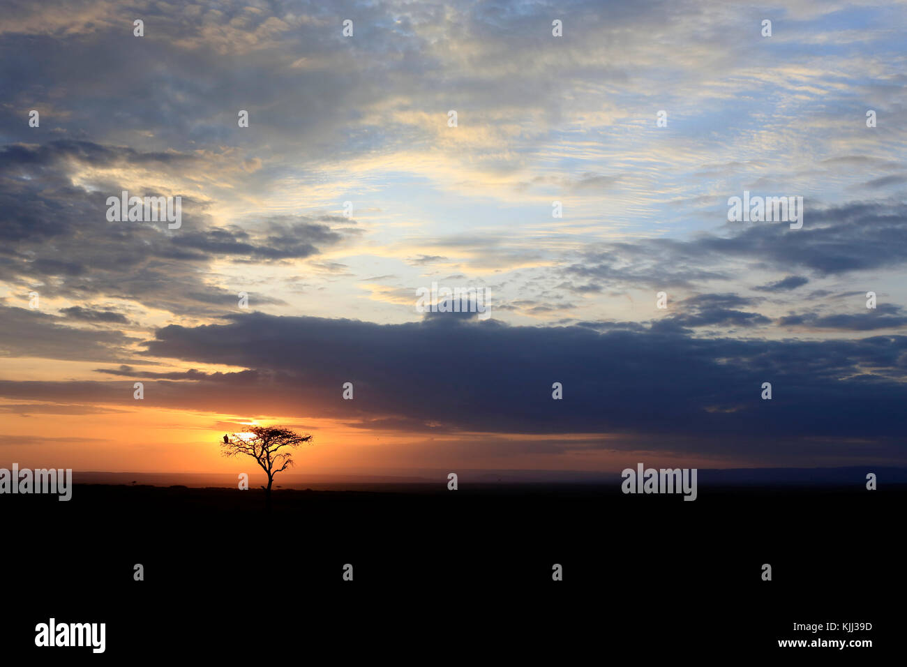 Silhouette di un albero a sunrise. Masai Mara Game Reserve. Kenya. Foto Stock
