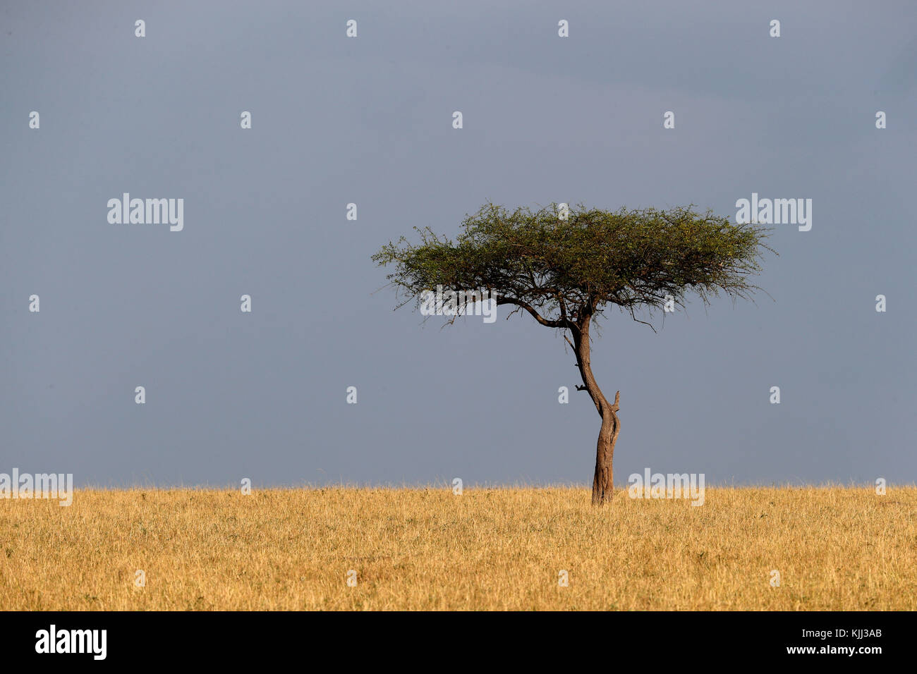 Acacia nella savana. Masai Mara Game Reserve. Kenya. Foto Stock