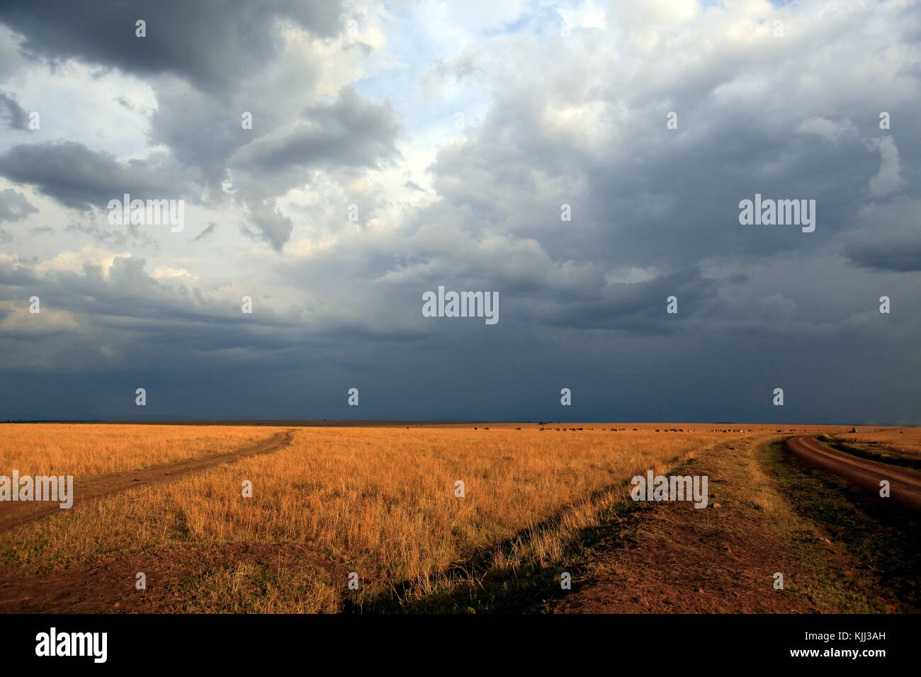 Savana Africana. Golden plains contro il cielo blu con nuvole. Masai Mara Game Reserve. Kenya. Foto Stock