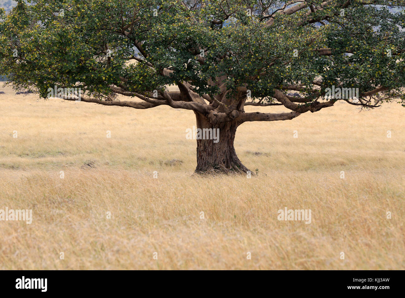 Albero nella boccola. Masai Mara Game Reserve. Kenya. Foto Stock