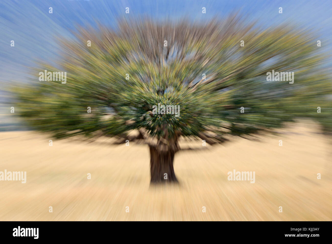 Albero nella boccola. Masai Mara Game Reserve. Kenya. Foto Stock