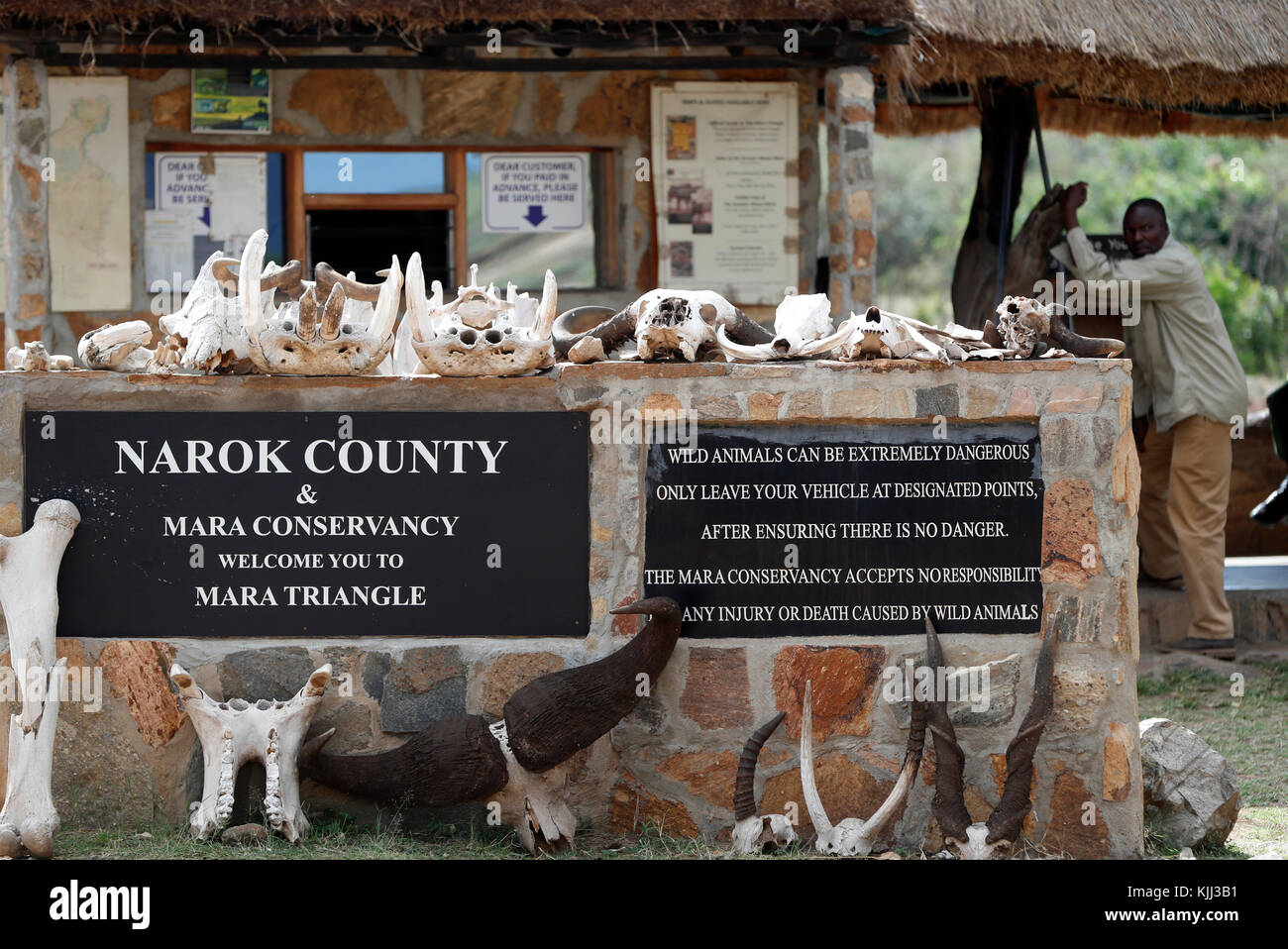 Regola di Mara. Masai Mara Game Reserve. Kenya. Foto Stock