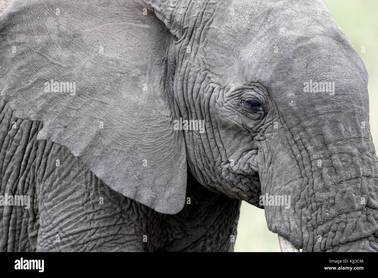 Elefante africano (Loxodonta africana). Masai Mara Game Reserve. Kenya. Foto Stock