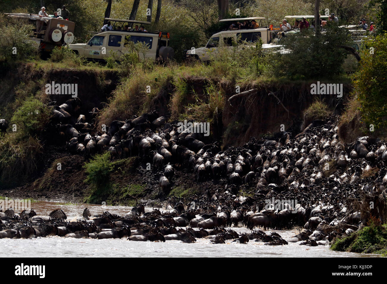 Allevamento di migrazione di GNU (Connochaetes taurinus) Attraversamento fiume di Mara. I turisti a guardare la migrazione. Masai Mara Game Reserve. Kenya. Foto Stock