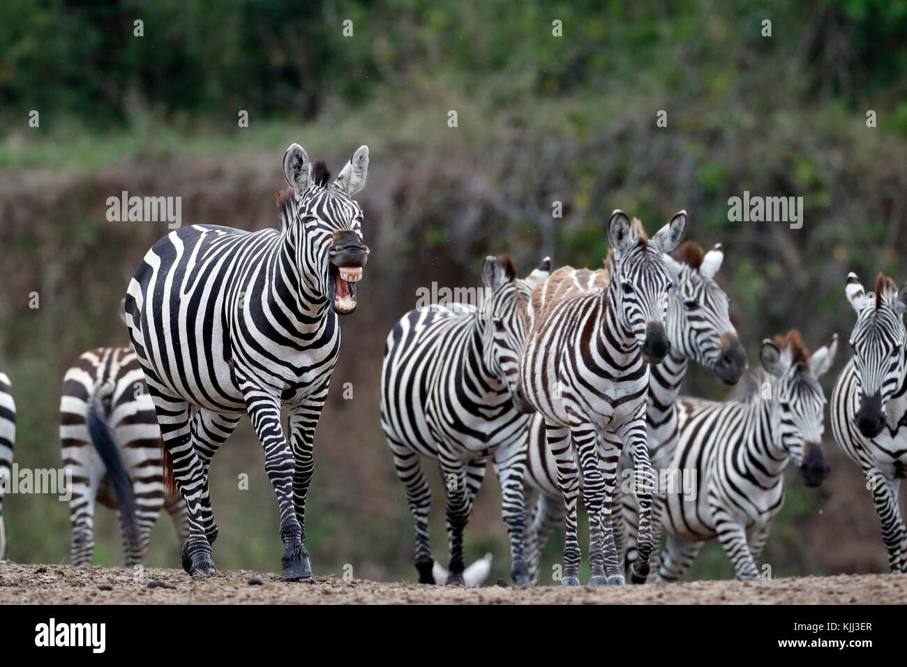 Gruppo di zebre (Equus burchellii). Masai Mara Game Reserve. Kenya. Foto Stock