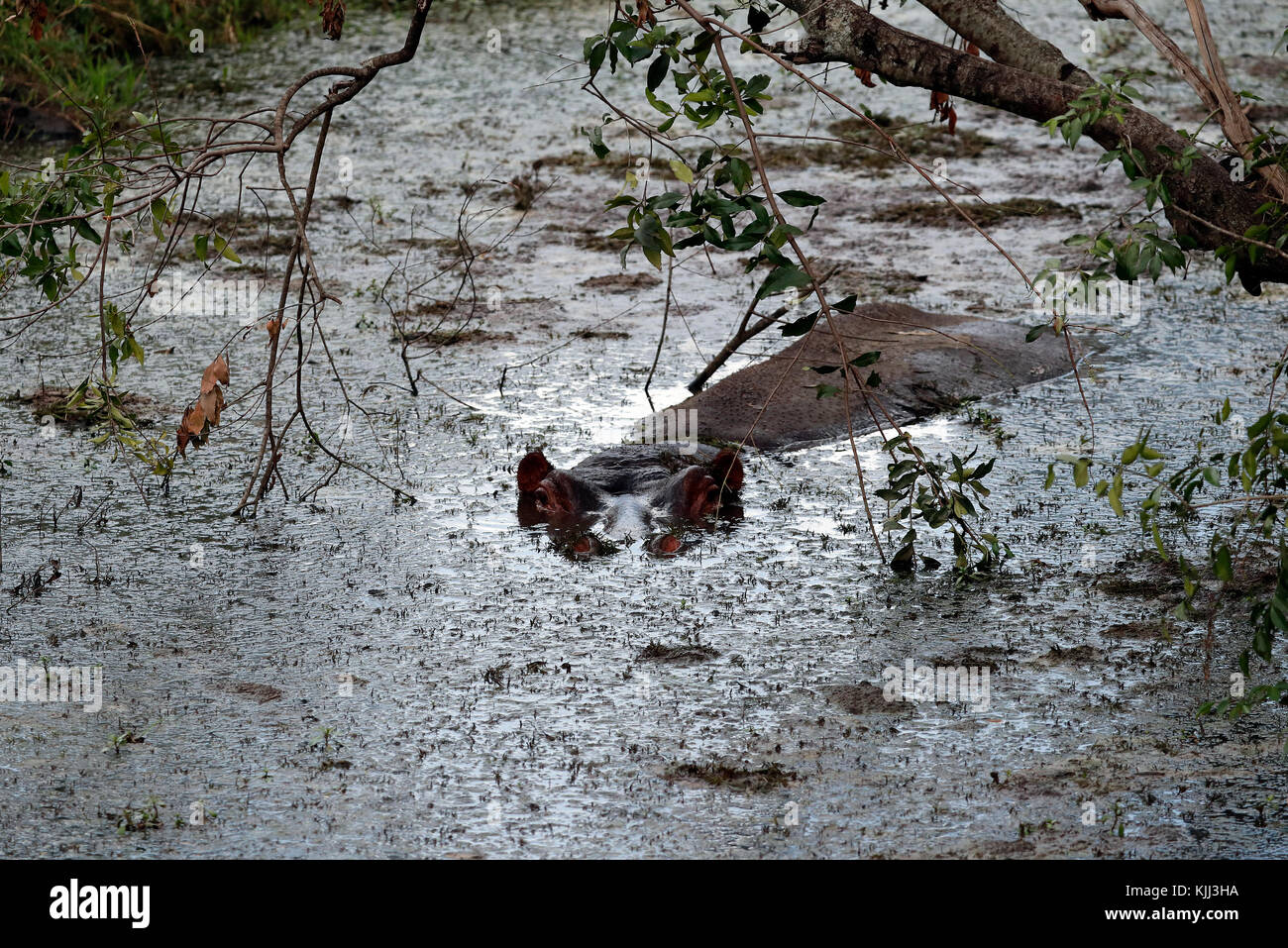 (Hippopotamus amphibius Hippopatamus) in acqua. Masai Mara Game Reserve. Kenya. Foto Stock