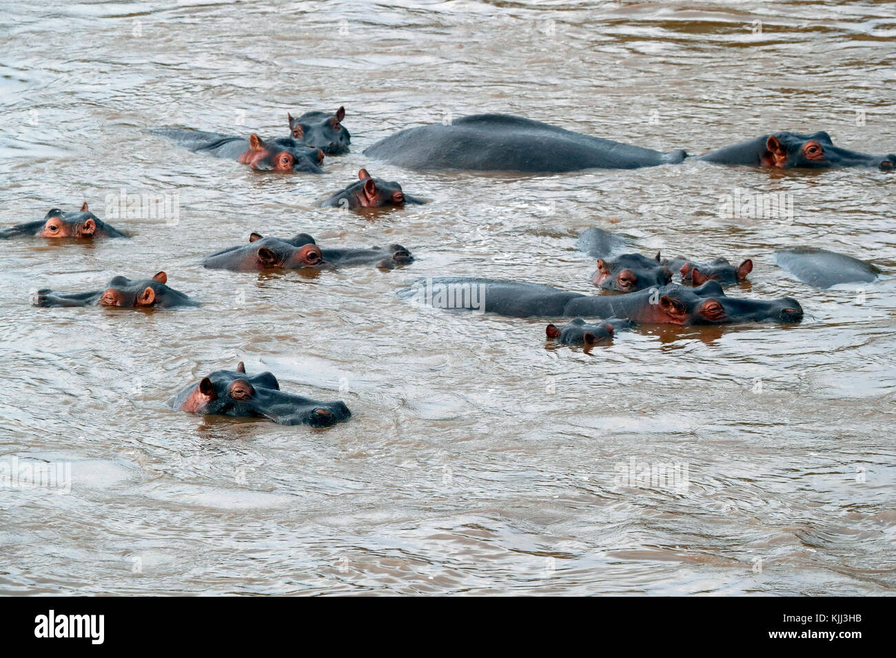(Hippopotamus amphibius Hippopatamus) in acqua. Masai Mara Game Reserve. Kenya. Foto Stock