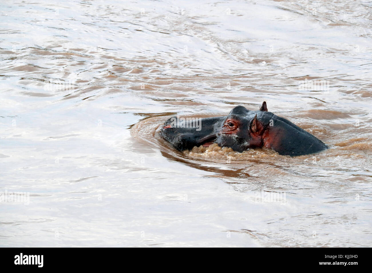 (Hippopotamus amphibius Hippopatamus) in acqua. Masai Mara Game Reserve. Kenya. Foto Stock