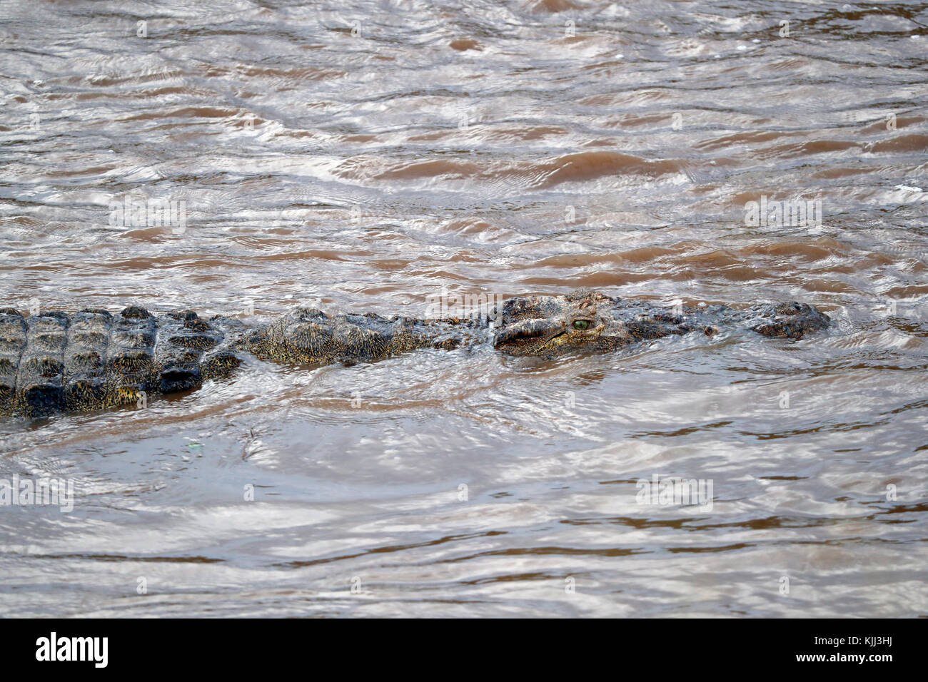 Coccodrillo del Nilo (Crocodylus niloticus) in acqua. Masai Mara Game Reserve. Kenya. Foto Stock
