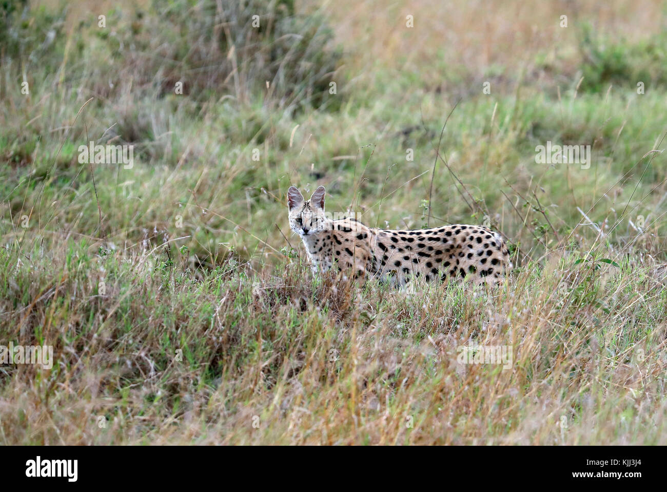 Serval cat (felis serval). Masai Mara Game Reserve. Kenya. Foto Stock