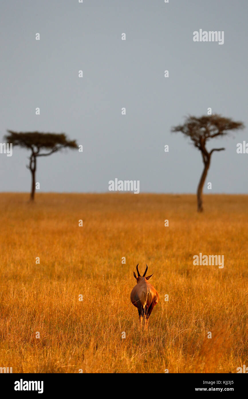 Topi (damaliscus Lunatus). Masai Mara Game Reserve. Kenya. Foto Stock