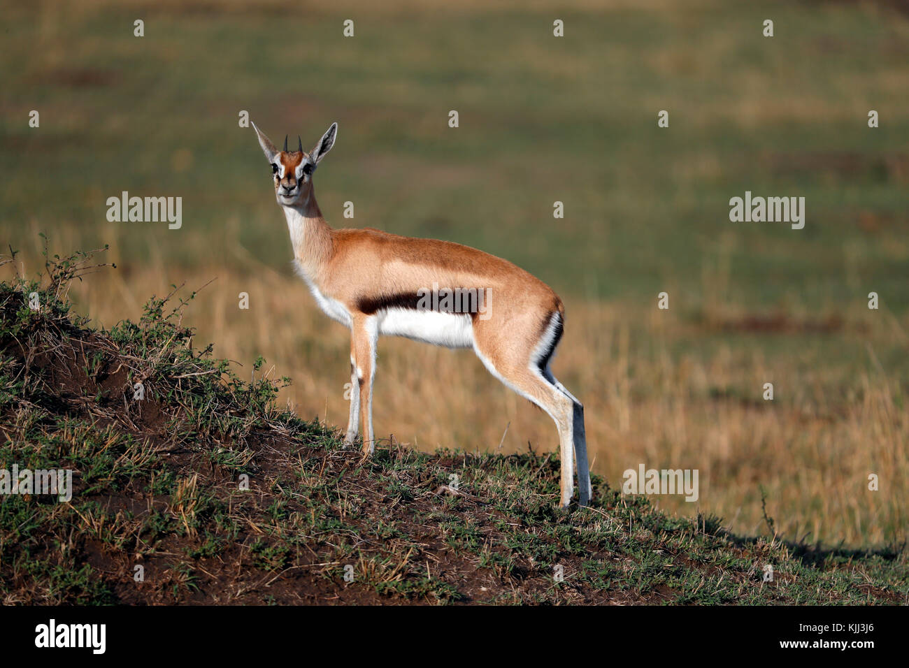 Springbock (Antidorcas marsupialis). Masai Mara Game Reserve. Kenya. Foto Stock