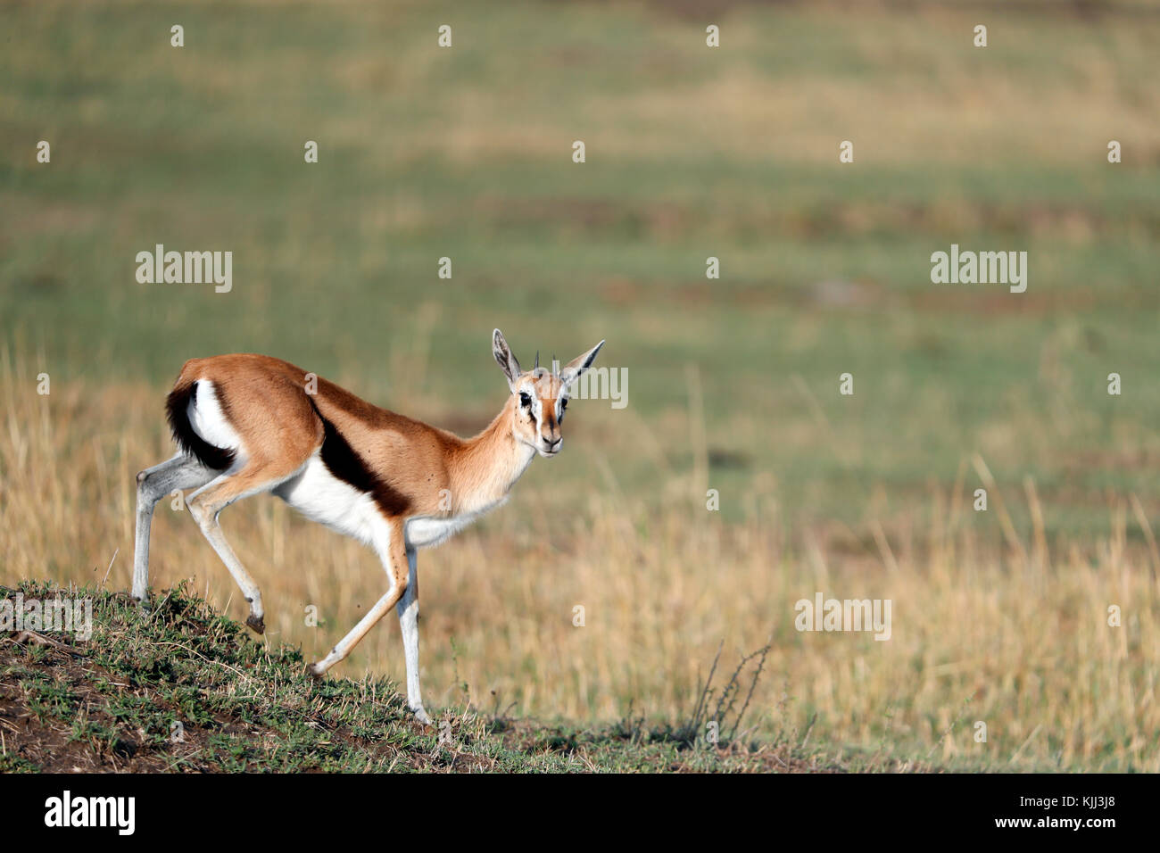 Springbock (Antidorcas marsupialis). Masai Mara Game Reserve. Kenya. Foto Stock
