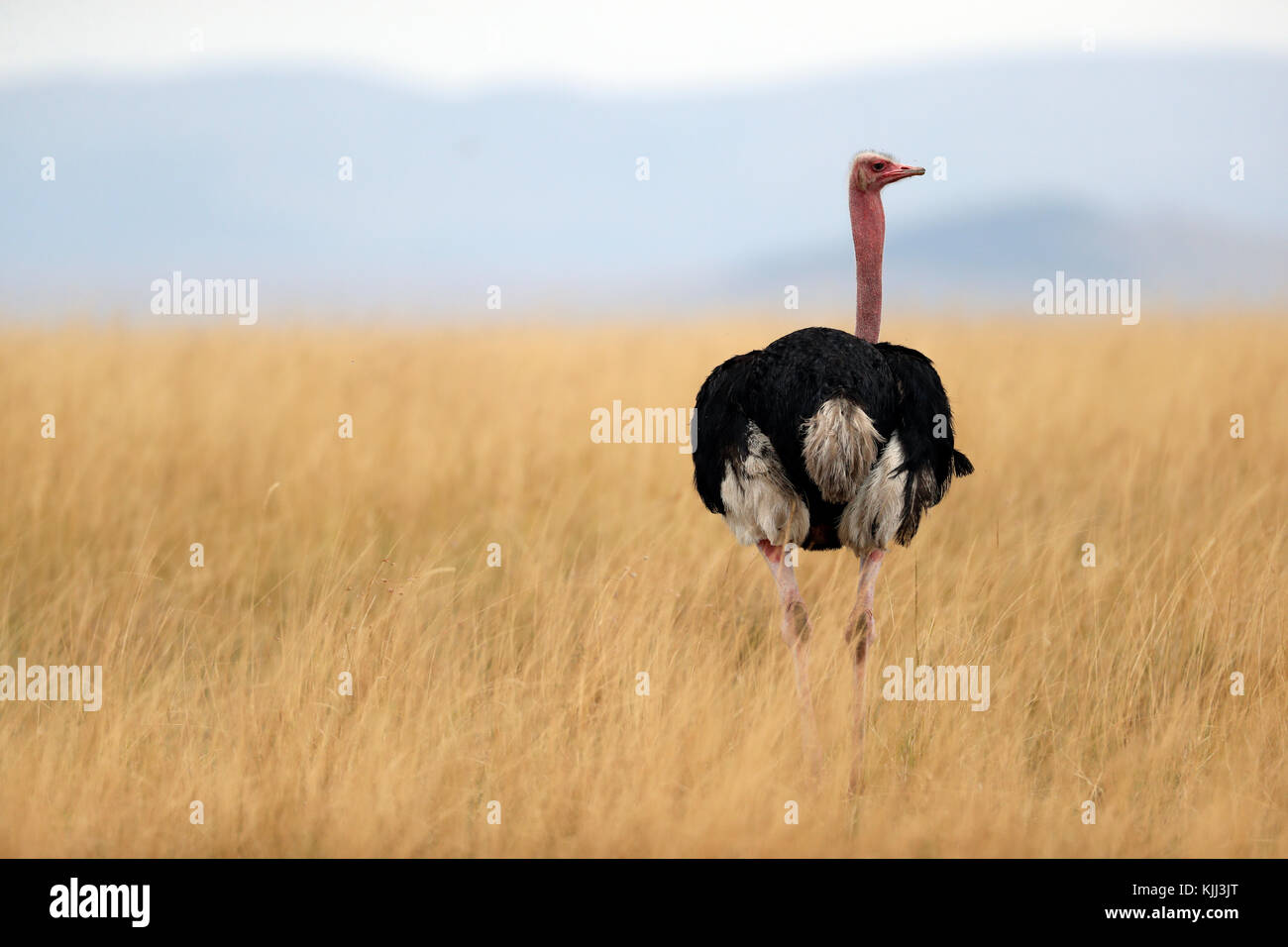 Ostrich nella savana. Masai Mara Game Reserve. Kenya. Foto Stock