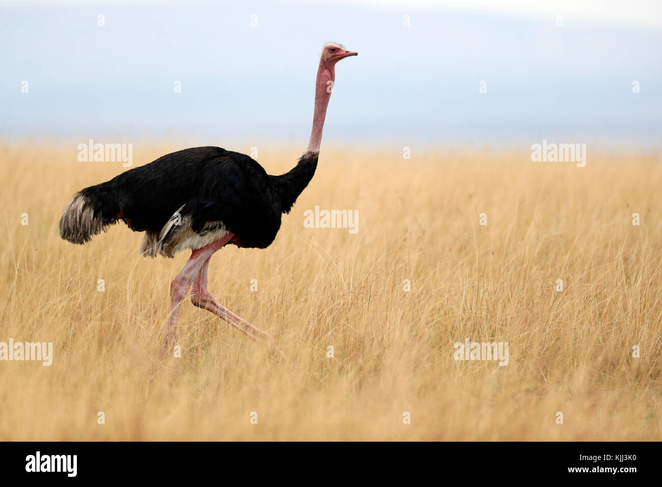 Ostrich nella savana. Masai Mara Game Reserve. Kenya. Foto Stock