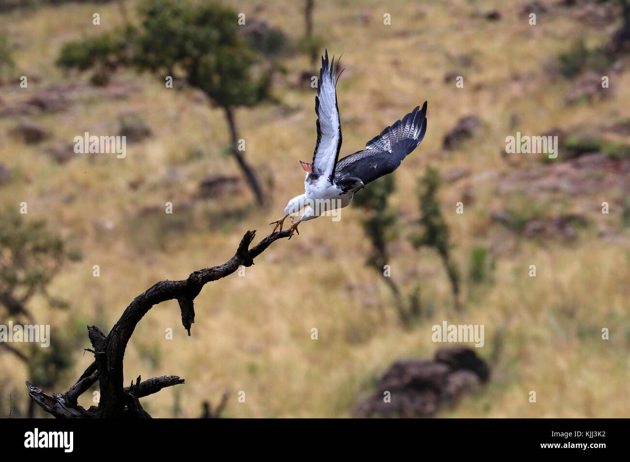 Masai Mara Game Reserve. Kenya. Falco pellegrino - Falco peregrinus. Foto Stock