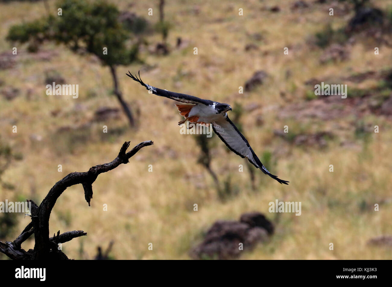 Masai Mara Game Reserve. Kenya. Falco pellegrino - Falco peregrinus. Foto Stock
