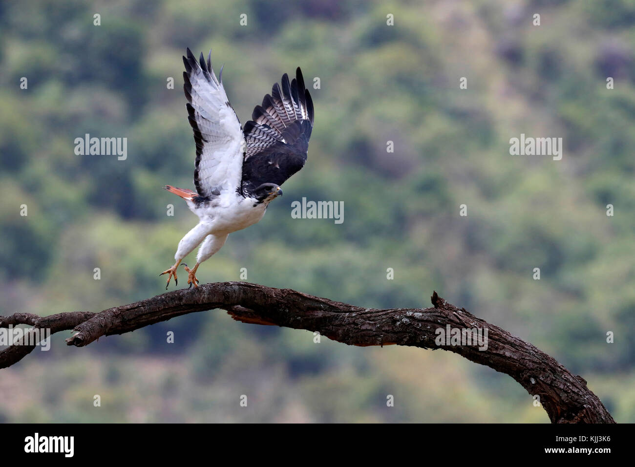 Masai Mara Game Reserve. Kenya. Falco pellegrino - Falco peregrinus. Foto Stock