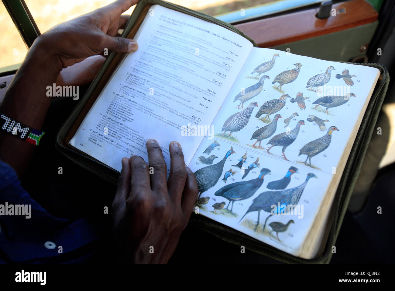 Safari. Libro di uccelli. Masai Mara Game Reserve. Kenya. Foto Stock