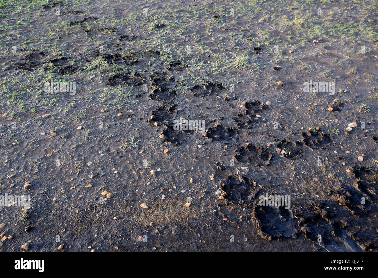Footprint di Lion. Masai Mara Game Reserve. Kenya. Foto Stock