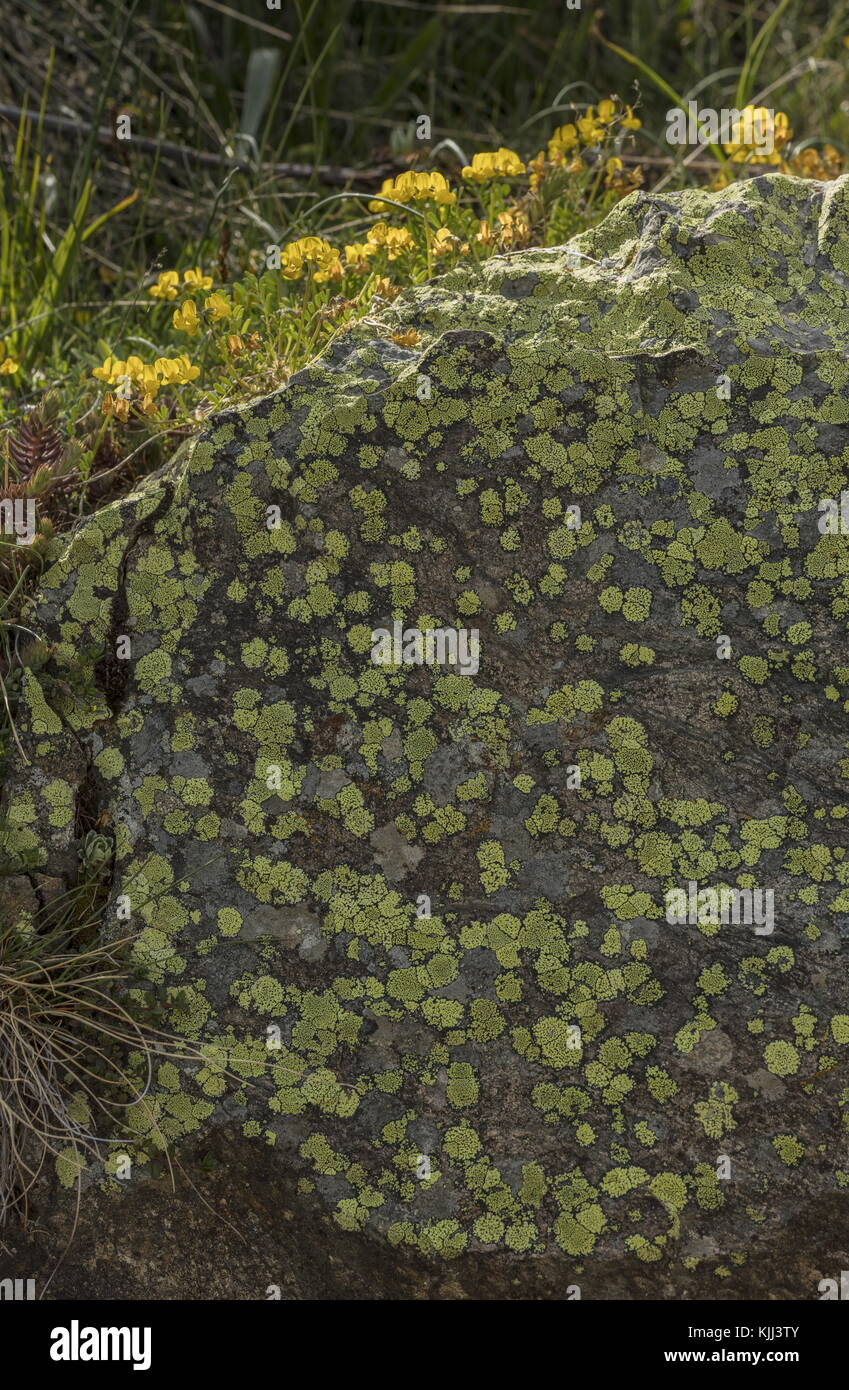Mappa Lichen, Rhizocarpon geographicum su roccia acida, Alpi marittime. Francia. Foto Stock