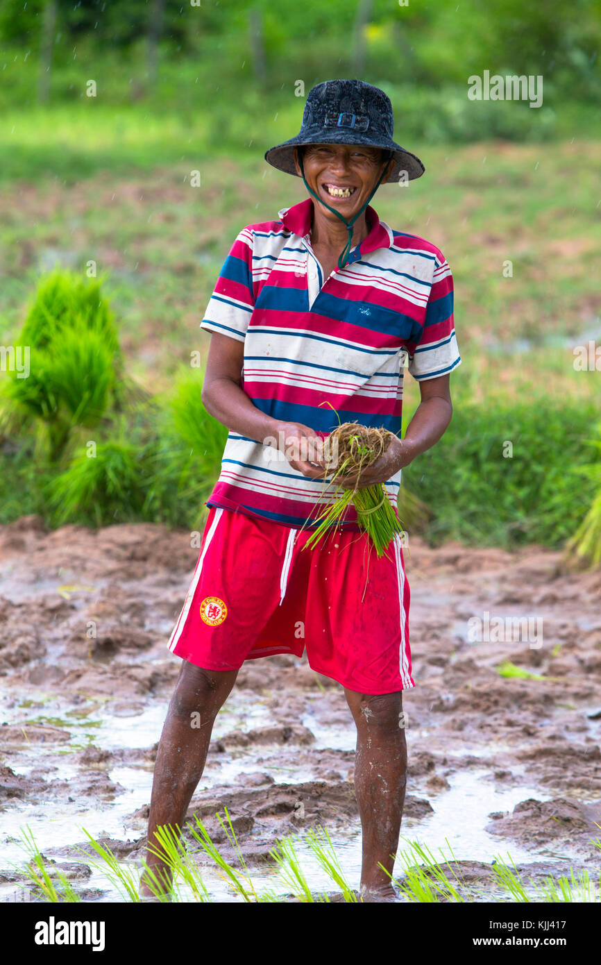 Il Khmer agricoltore lavora in un campo di riso. Battambang. Cambogia. Foto Stock