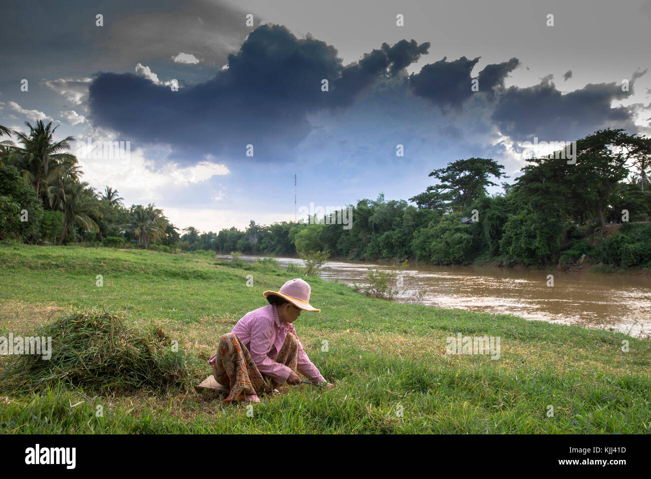 Donna Khmer il taglio di erba su una banca del fiume Sangke. Cambogia. Foto Stock
