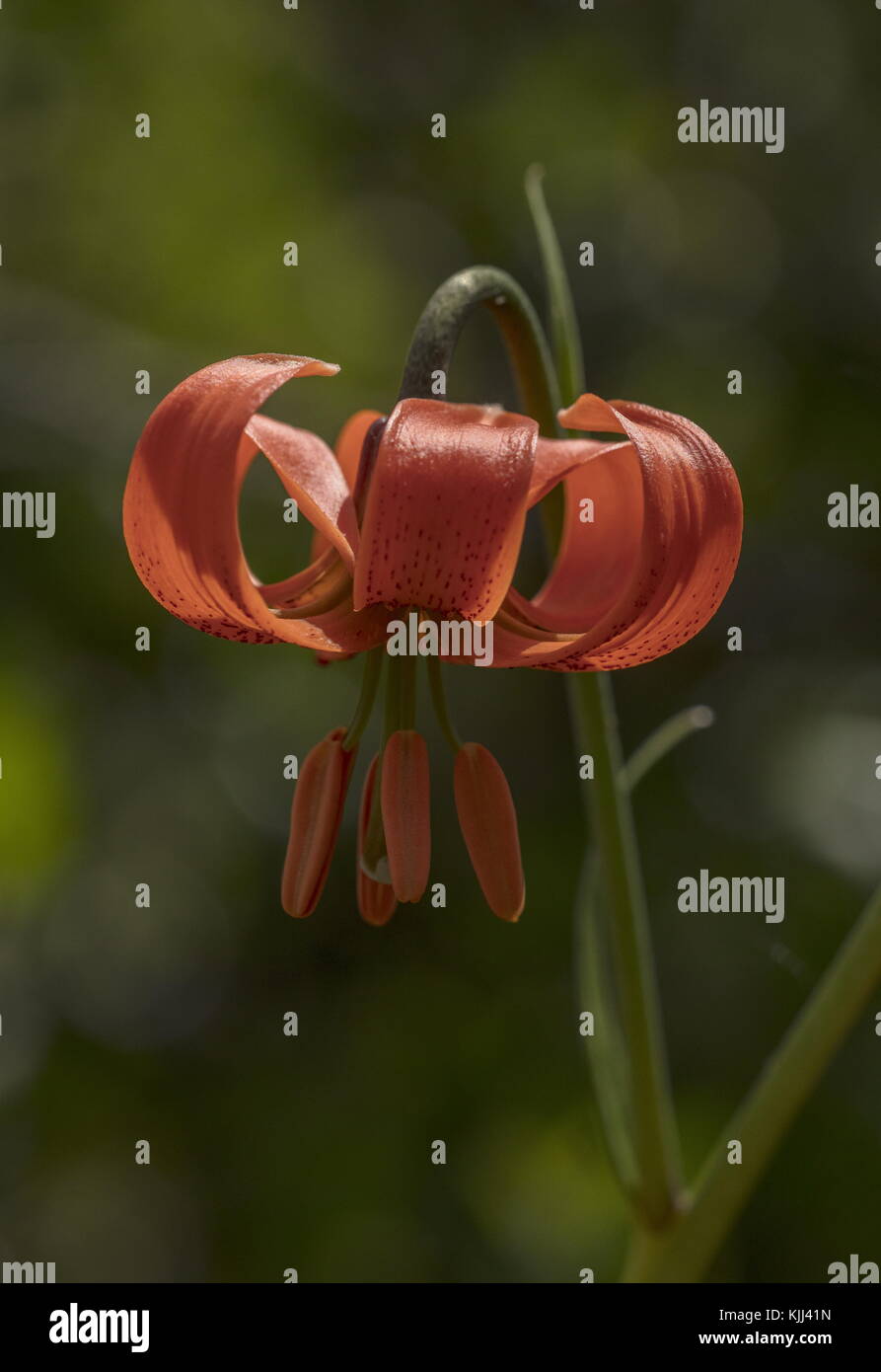 Giglio rosso, Lilium pomponium, in fiore nelle Alpi marittime. Francia. Foto Stock