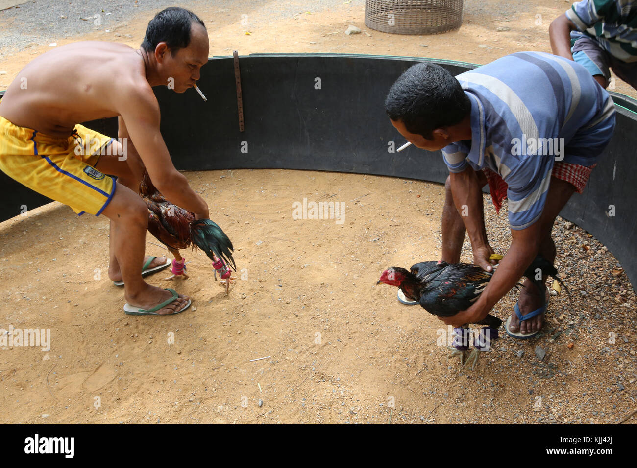 Cockfight nella provincia di Battambang. Cambogia. Foto Stock