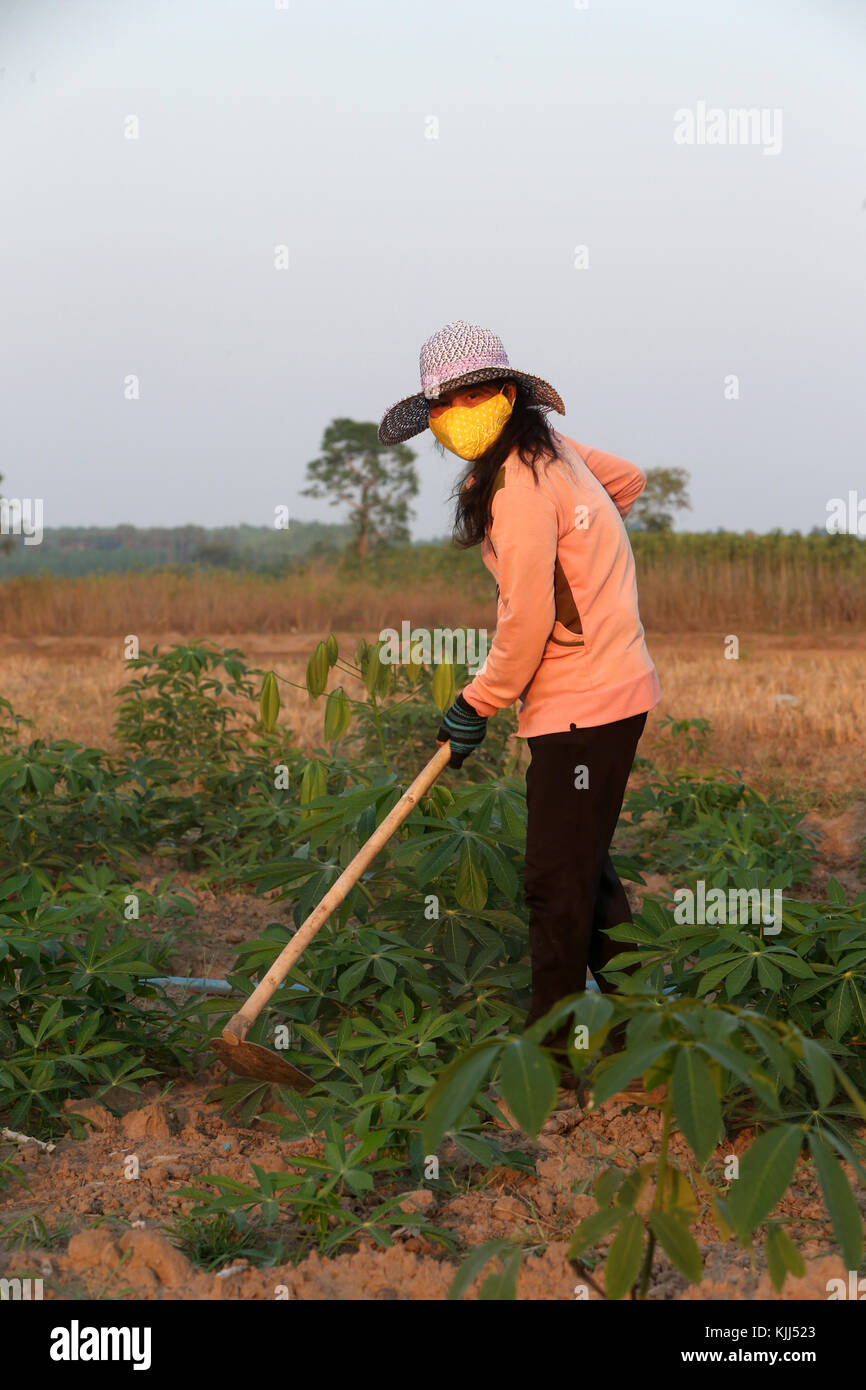 Campo di manioca. Donna vietnamita di scavare il terreno con la zappa. Thay Ninh. Il Vietnam. Foto Stock