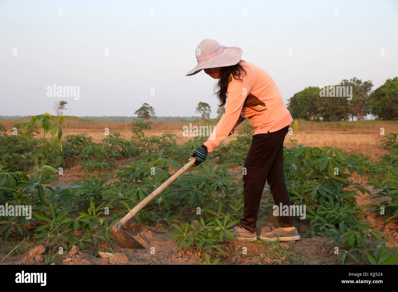 Campo di manioca. Donna vietnamita di scavare il terreno con la zappa. Thay Ninh. Il Vietnam. Foto Stock