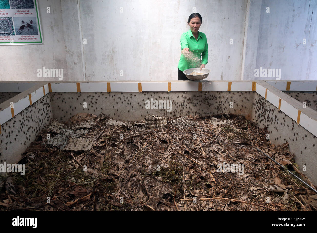 Fattoria di cricket. Gli insetti commestibili. Dalat. Il Vietnam. Foto Stock
