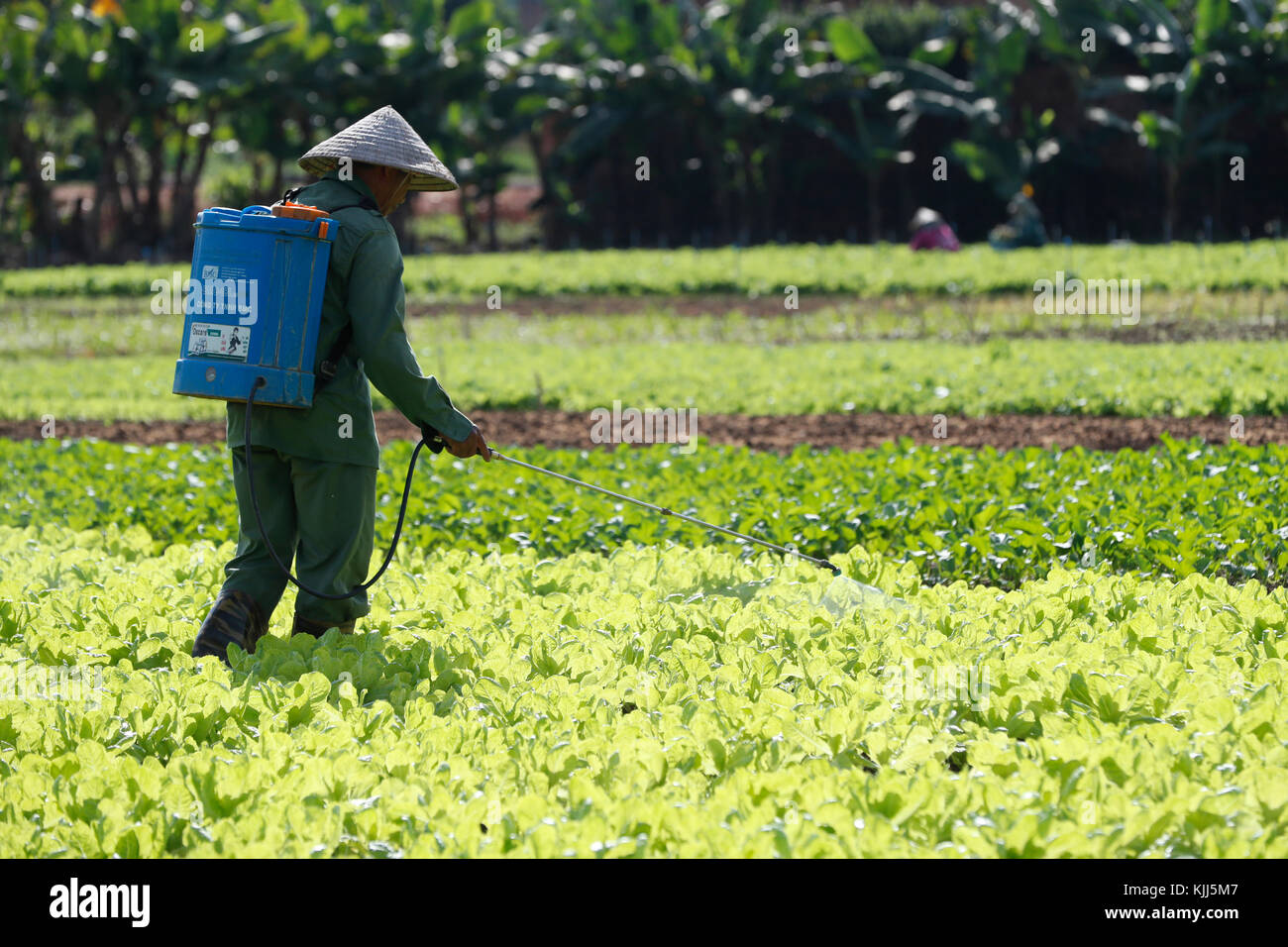 Campo agricolo. L'agricoltore vietnamita la spruzzatura di pesticidi. Kon Tum. Il Vietnam. Foto Stock