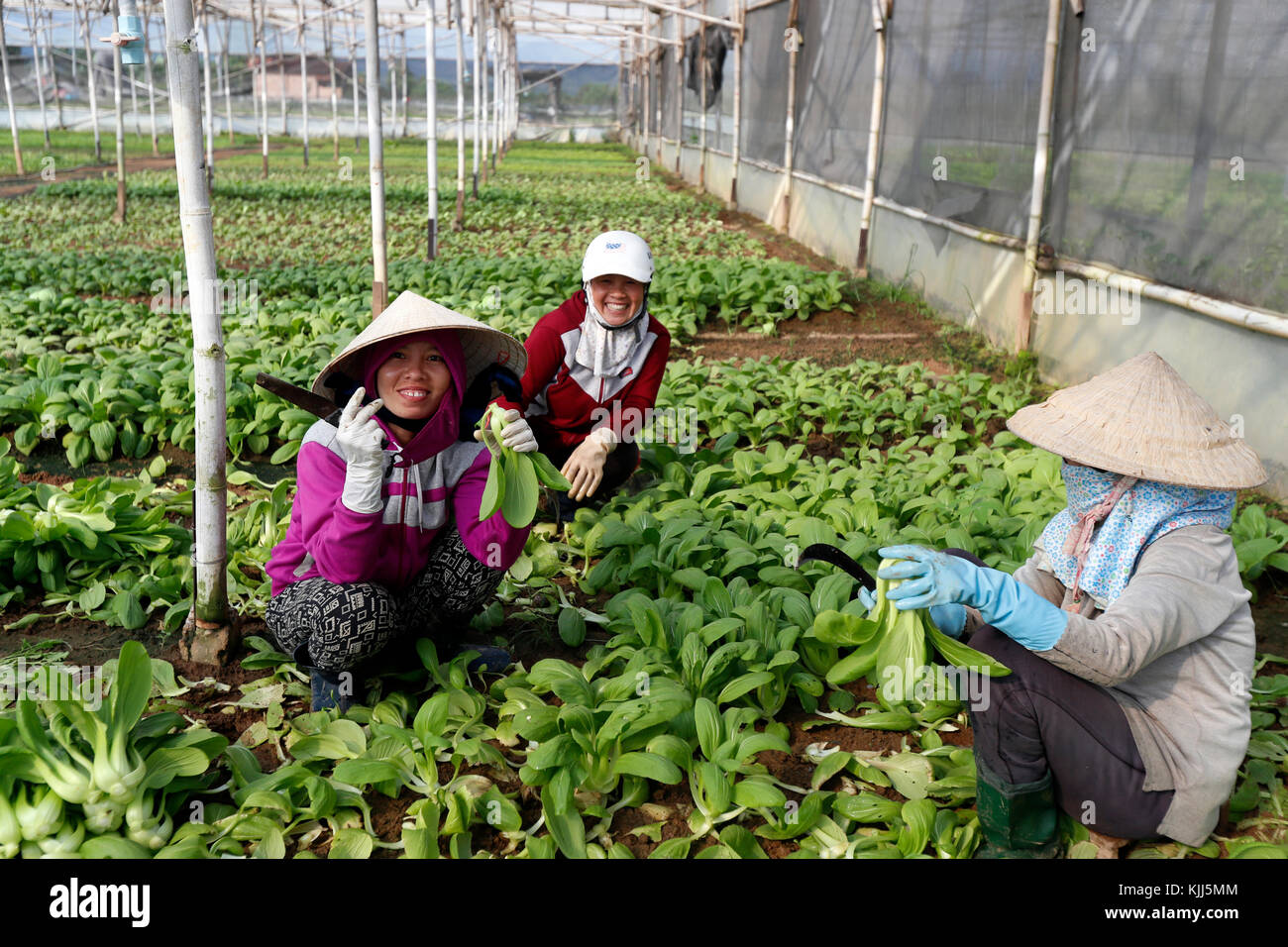 Campo agricolo. Il vietnamita donne al lavoro. Kon Tum. Il Vietnam. Foto Stock