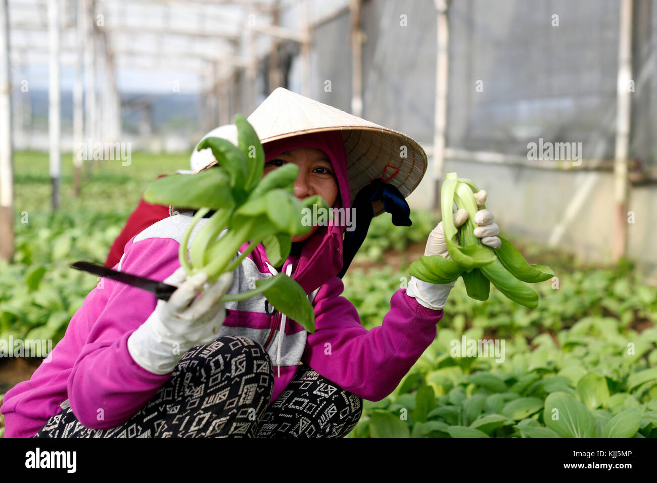 Campo agricolo. Il vietnamita Donna al lavoro. Kon Tum. Il Vietnam. Foto Stock