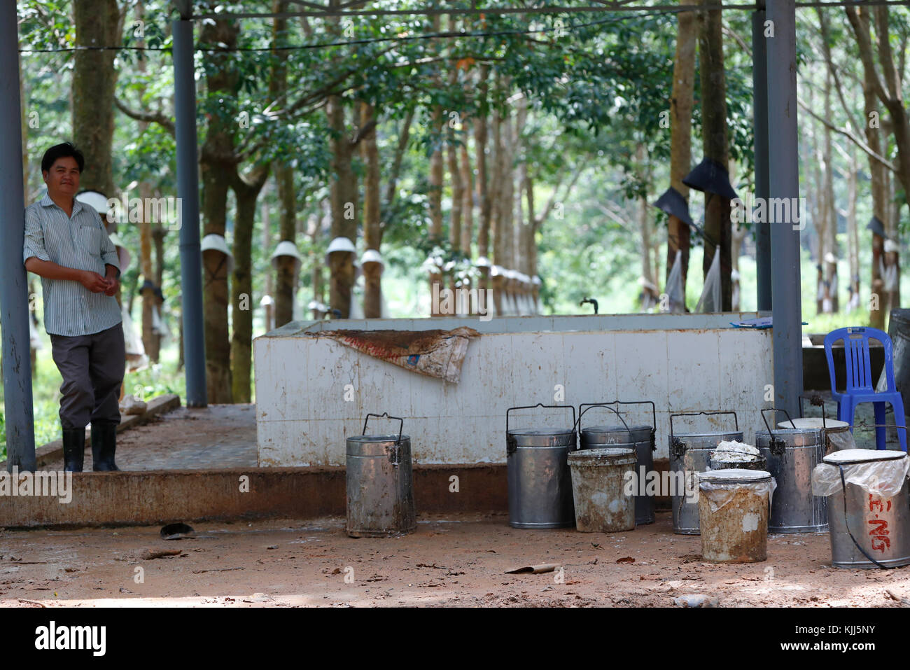 Struttura in gomma nelle piantagioni di gomma lattice ad albero di raccolta e di produzione di gomma. Kon Tum. Il Vietnam. Foto Stock