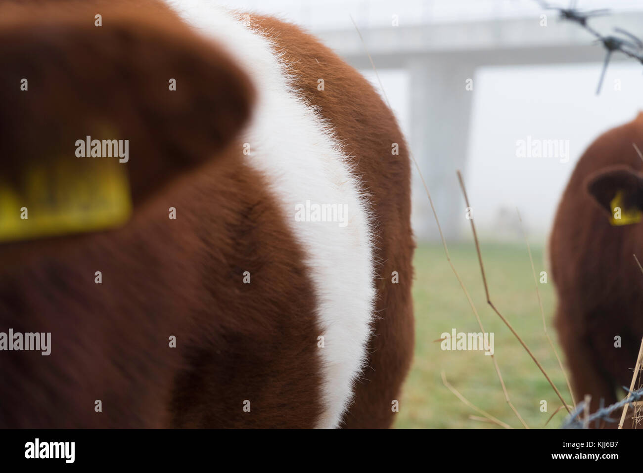 Dettaglio della pelliccia di un tipico olandese di razza di mucca, la lakenvelder Foto Stock