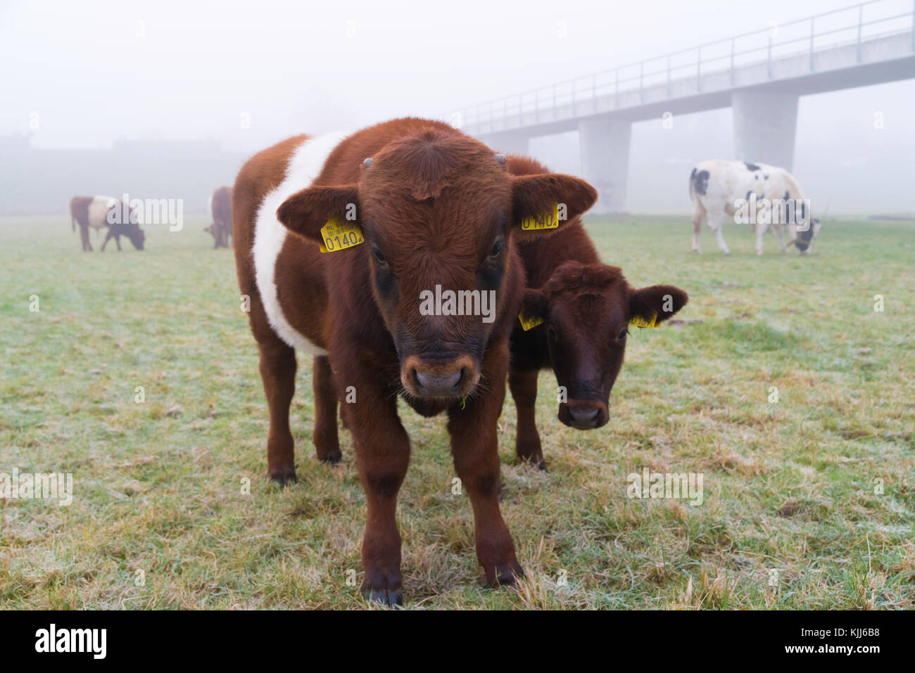 Driel, Paesi Bassi - 26 novembre 2016: curioso bruna giovane vitello lakenvelder in una nebbiosa mattina nei Paesi Bassi Foto Stock