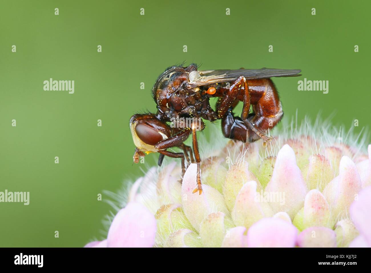 Ferruginosa bee-grabber fly, sicus ferrugineus, Foto Stock