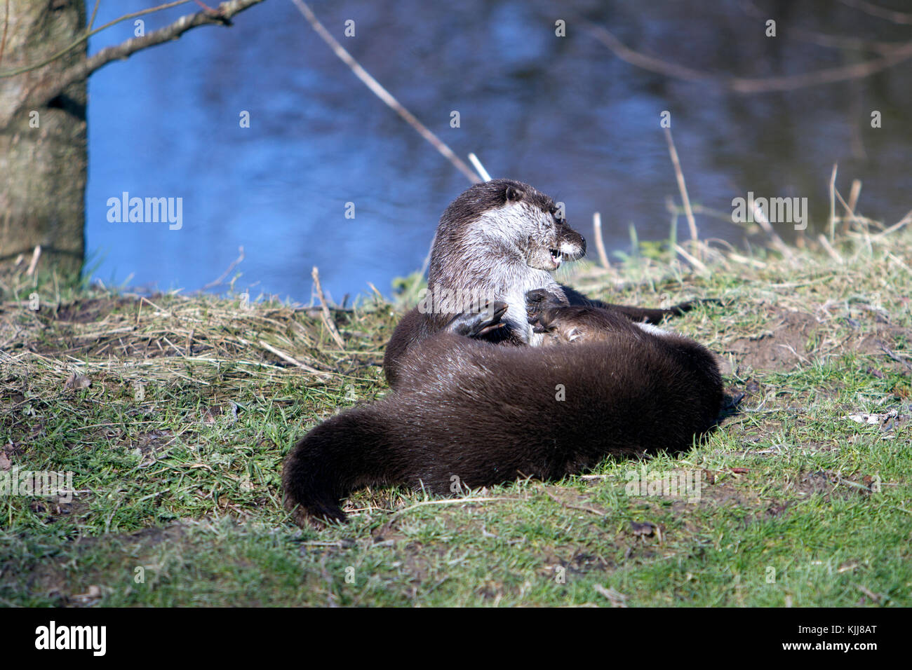 Una coppia di Lontra europea giocando presso la riva del fiume UK (Lutra lutra) tardo inverno Foto Stock