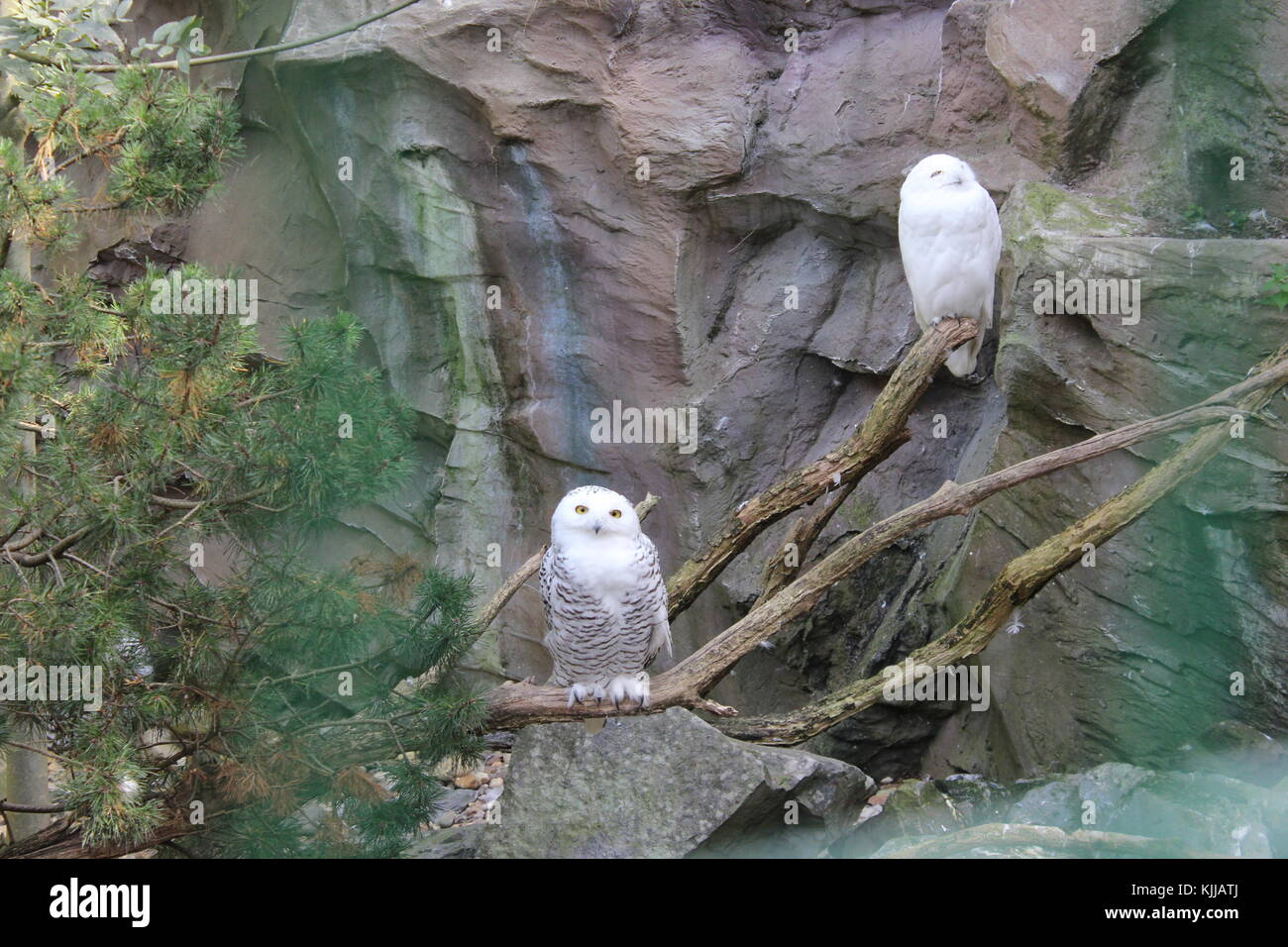 White due civette peeking intorno a un albero su scogliere in zoo. Due owl soggiorno sull albero. Foto Stock