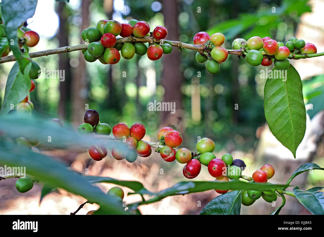 I grappoli di organico mature e fagioli di maturazione in pianta del caffè pronto per il raccolto in una fattoria in Kerala, India Foto Stock