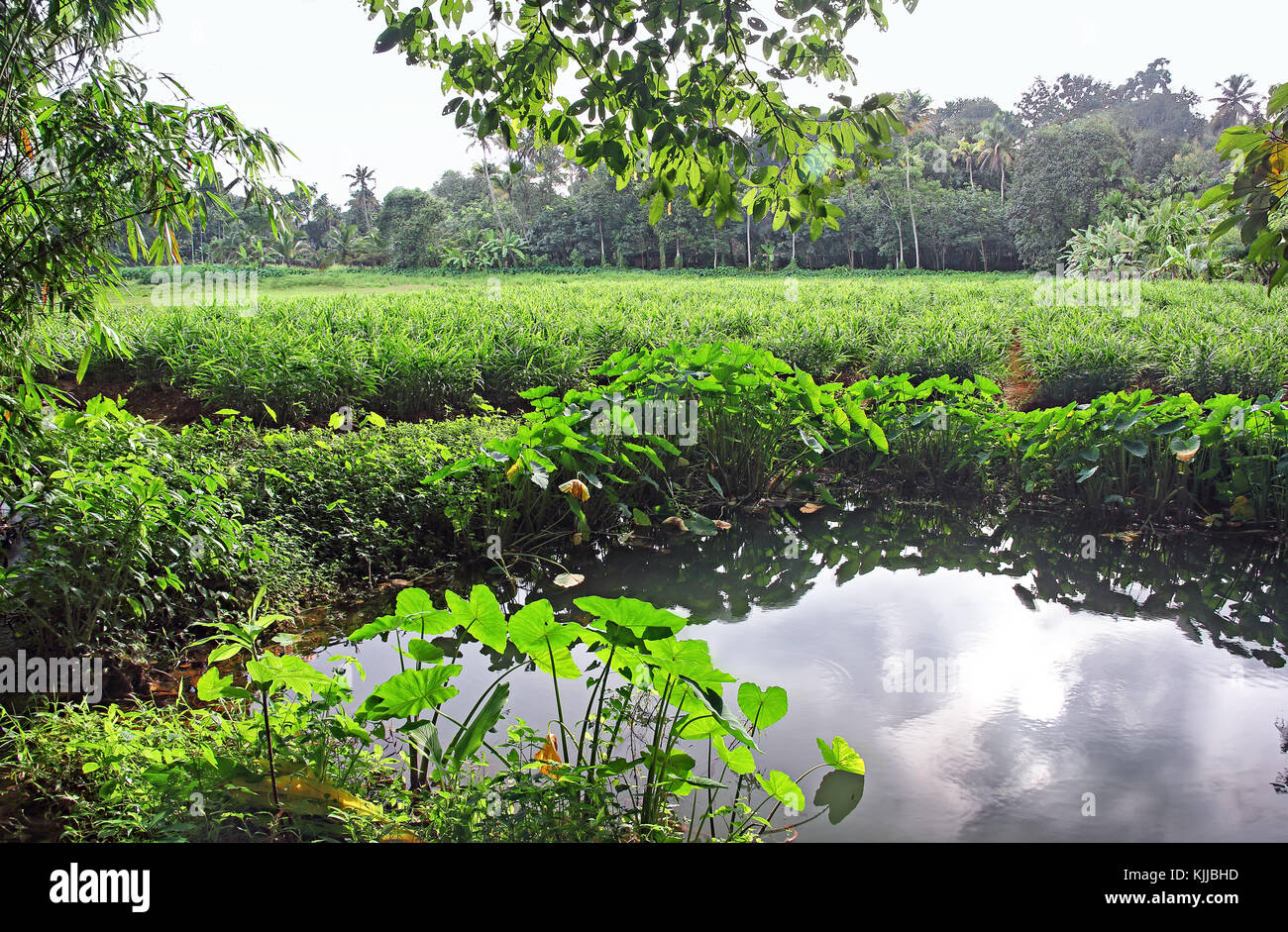 Tranquilla scena di piantagione di zenzero accanto al laghetto di irrigazione con acqua raccolta attraverso l'acqua piovana raccolta in Kerala, India. Foto Stock