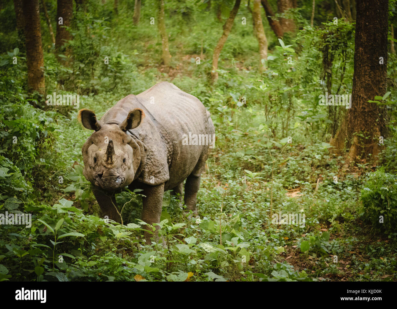 Indiani isolati un corno di rinoceronte di Chitwan il parco nazionale, il Nepal. Foto Stock